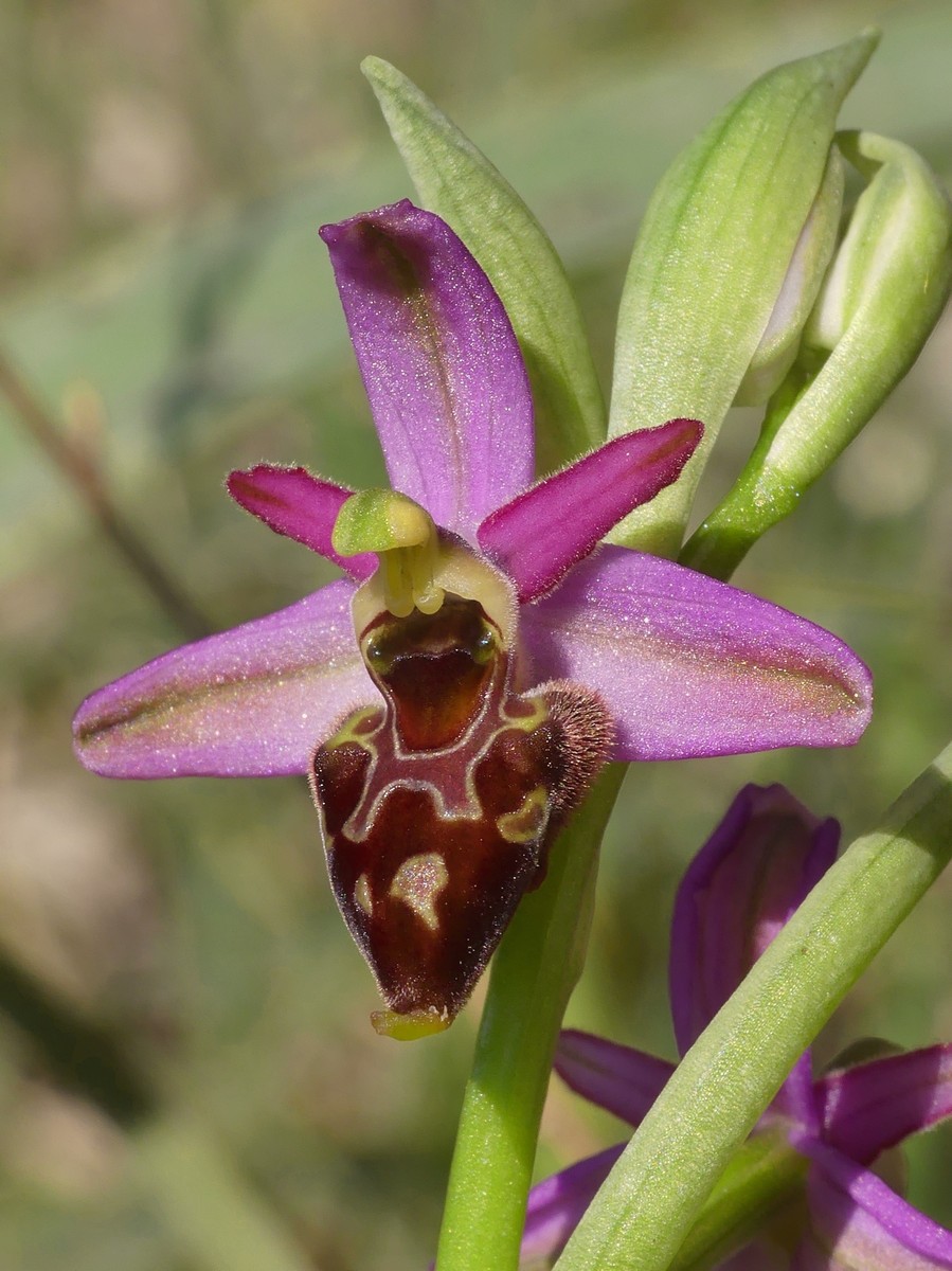 Ophrys exaltata subsp. montis-leonis e forme di variabilit nel Lazio, marzo e aprile 2018